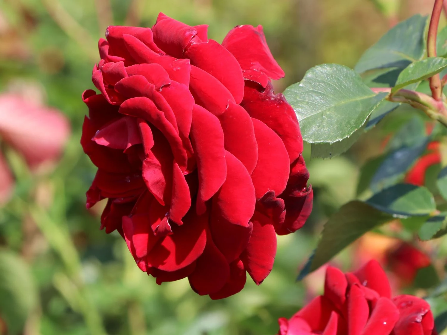 Kletterrose 'Naheglut' 8 Kletterrose 'Naheglut' – Bild 6