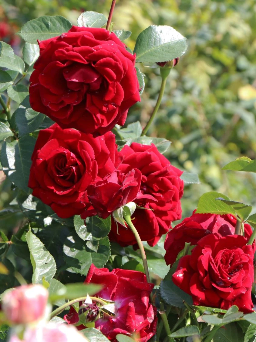 Kletterrose 'Naheglut' 11 Kletterrose 'Naheglut' – Bild 9