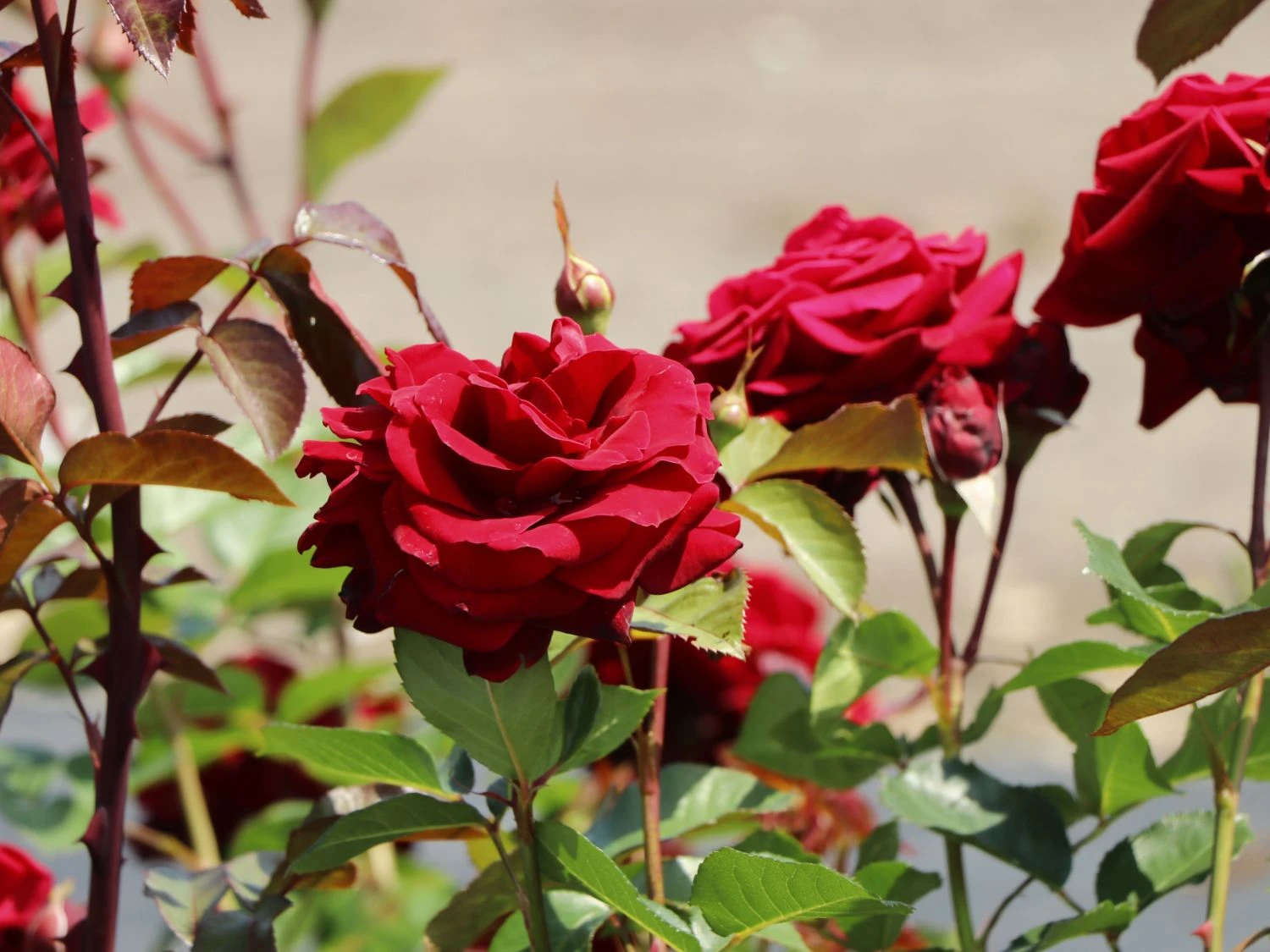 Kletterrose 'Naheglut' 14 Kletterrose 'Naheglut' – Bild 12