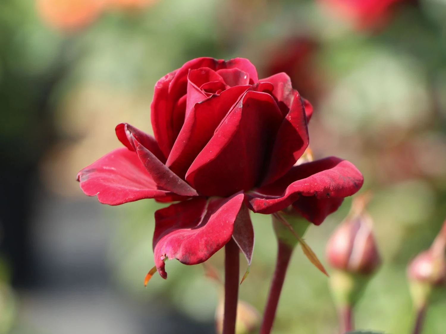 Kletterrose 'Naheglut' 13 Kletterrose 'Naheglut' – Bild 11