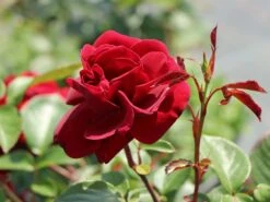 Kletterrose 'Naheglut' 21 Kletterrose 'Naheglut' -Günstiges Garten Zart Geschäft kletterrose naheglut m009431 w 8