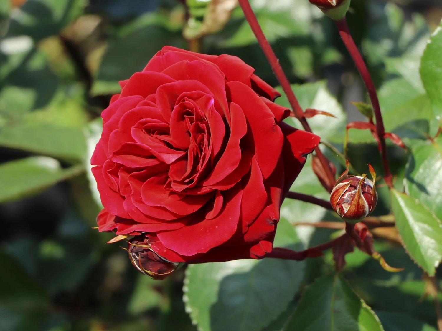 Kletterrose 'Naheglut' 4 Kletterrose 'Naheglut' – Bild 2