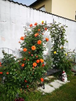 Kletterrose 'Naranga' ® 23 Kletterrose 'Naranga' ® -Günstiges Garten Zart Geschäft kletterrose naranga m113613 1221967 0