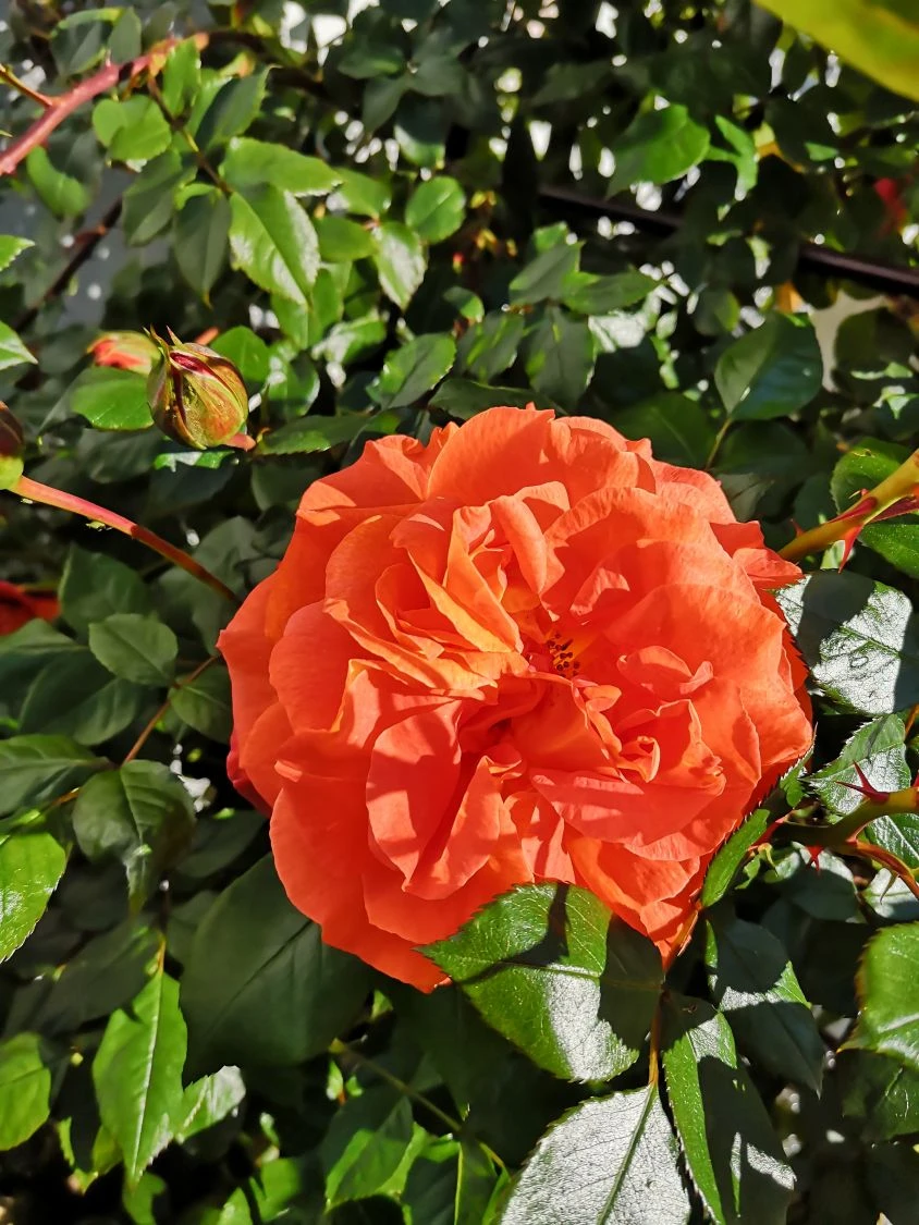 Kletterrose 'Naranga' ® 12 Kletterrose 'Naranga' ® – Bild 10