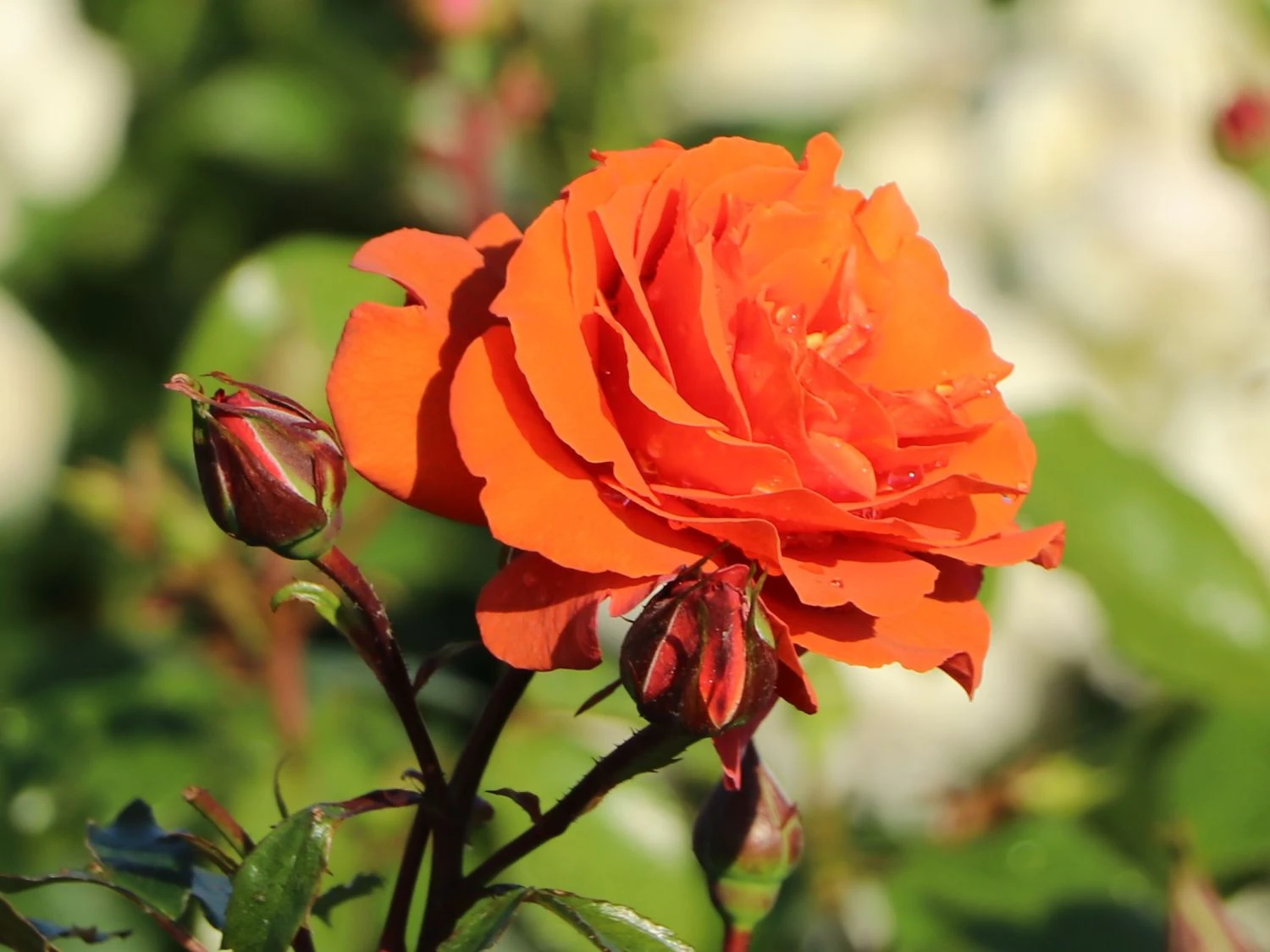 Kletterrose 'Naranga' ® 4 Kletterrose 'Naranga' ® – Bild 2