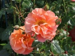 Kletterrose 'Naranga' ® 15 Kletterrose 'Naranga' ® -Günstiges Garten Zart Geschäft kletterrose naranga m113613 w 1