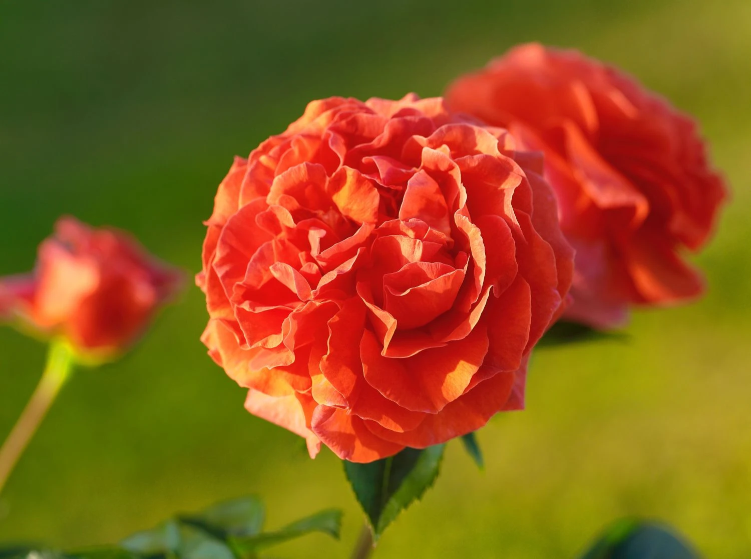 Kletterrose 'Naranga' ® 10 Kletterrose 'Naranga' ® – Bild 8