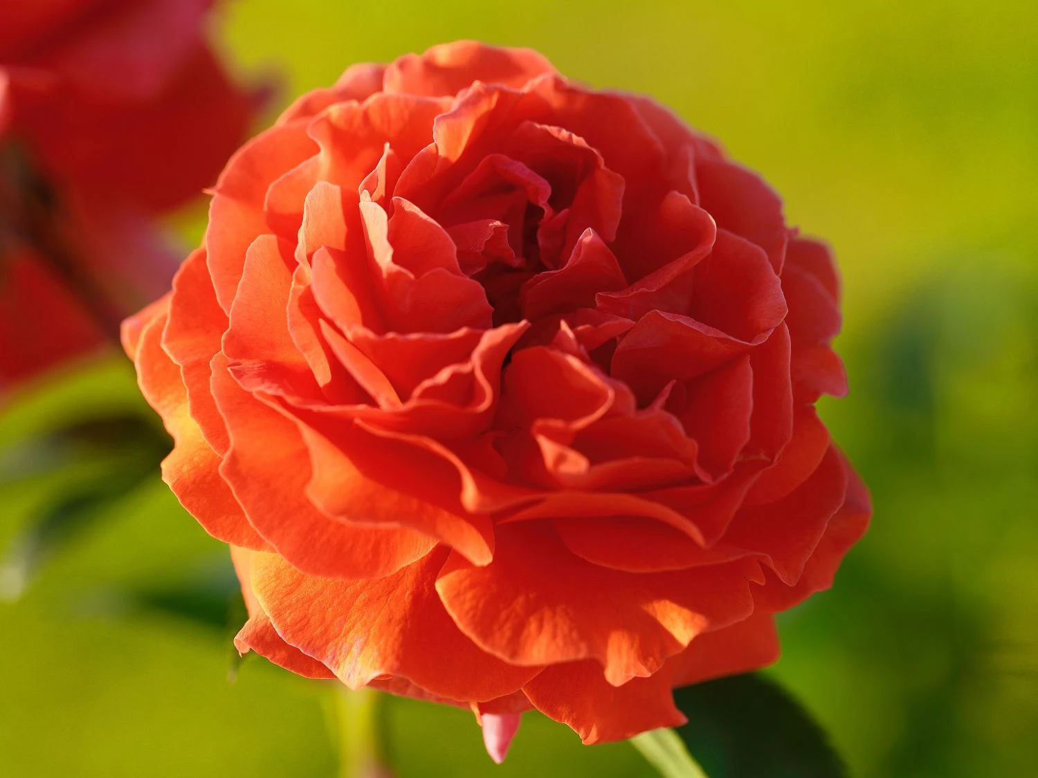 Kletterrose 'Naranga' ® 9 Kletterrose 'Naranga' ® – Bild 7