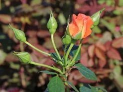 Kletterrose 'Naranga' ® 21 Kletterrose 'Naranga' ® -Günstiges Garten Zart Geschäft kletterrose naranga m113613 w 5