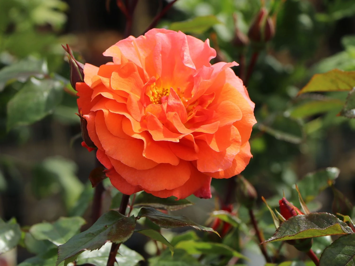 Kletterrose 'Naranga' ® 6 Kletterrose 'Naranga' ® – Bild 4