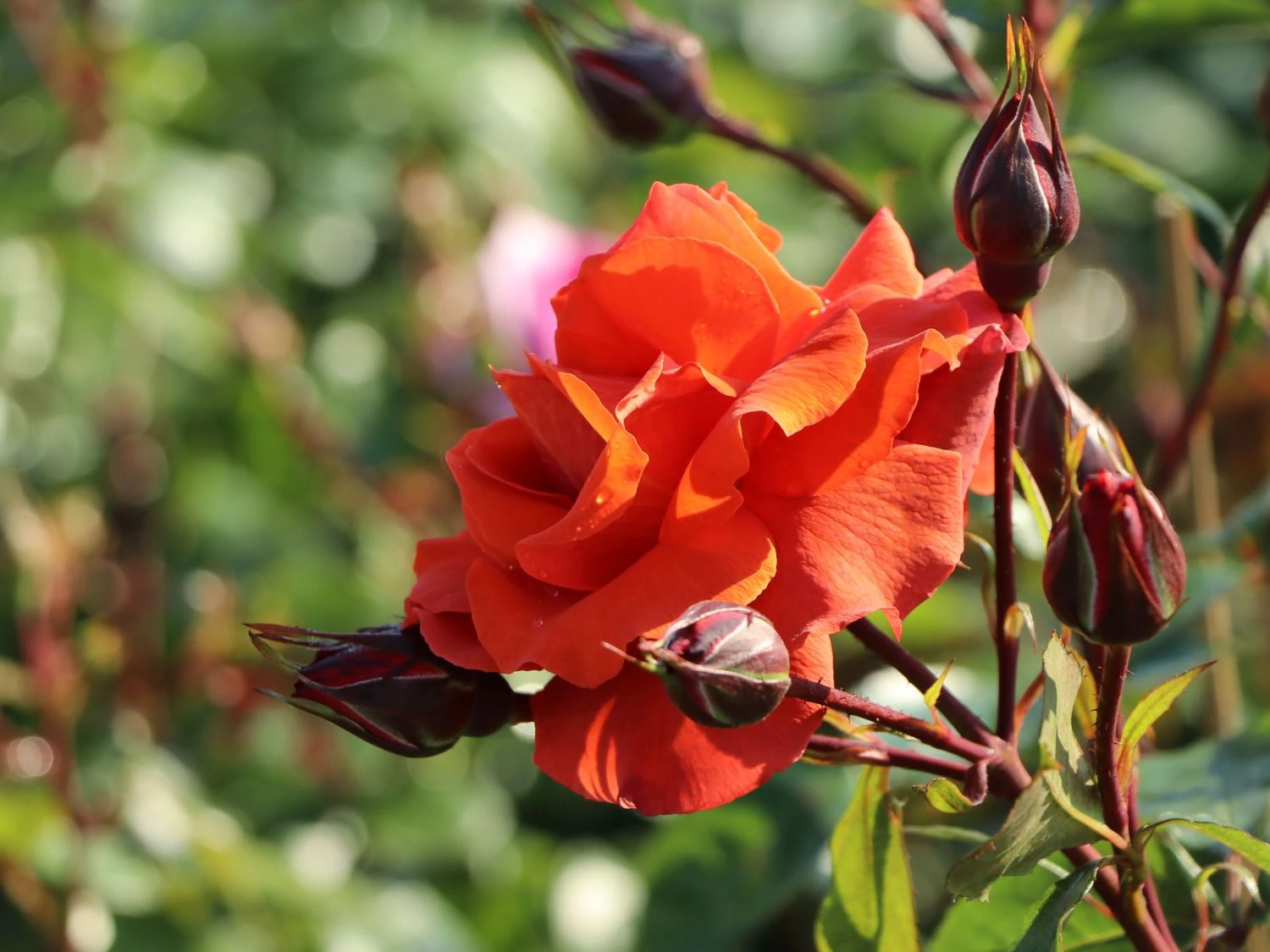 Kletterrose 'Naranga' ® 8 Kletterrose 'Naranga' ® – Bild 6