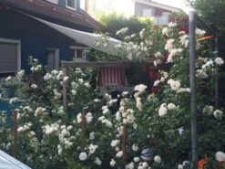 Kletterrose 'New Dawn' 36 Kletterrose 'New Dawn' -Günstiges Garten Zart Geschäft kletterrose new dawn m002664 1338879 0