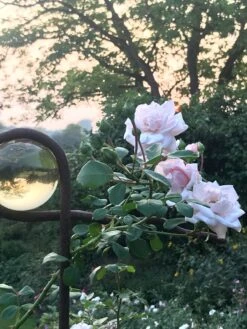 Kletterrose 'New Dawn' 37 Kletterrose 'New Dawn' -Günstiges Garten Zart Geschäft kletterrose new dawn m002664 193676 0