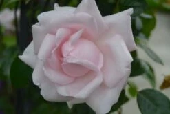 Kletterrose 'New Dawn' 40 Kletterrose 'New Dawn' -Günstiges Garten Zart Geschäft kletterrose new dawn m002664 271123 1