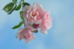 Kletterrose 'New Dawn' 39 Kletterrose 'New Dawn' -Günstiges Garten Zart Geschäft kletterrose new dawn m002664 271123 2