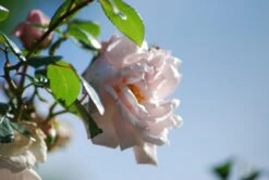 Kletterrose 'New Dawn' 38 Kletterrose 'New Dawn' -Günstiges Garten Zart Geschäft kletterrose new dawn m002664 314518 0