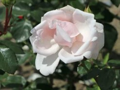 Kletterrose 'New Dawn' 29 Kletterrose 'New Dawn' -Günstiges Garten Zart Geschäft kletterrose new dawn m002664 w 0