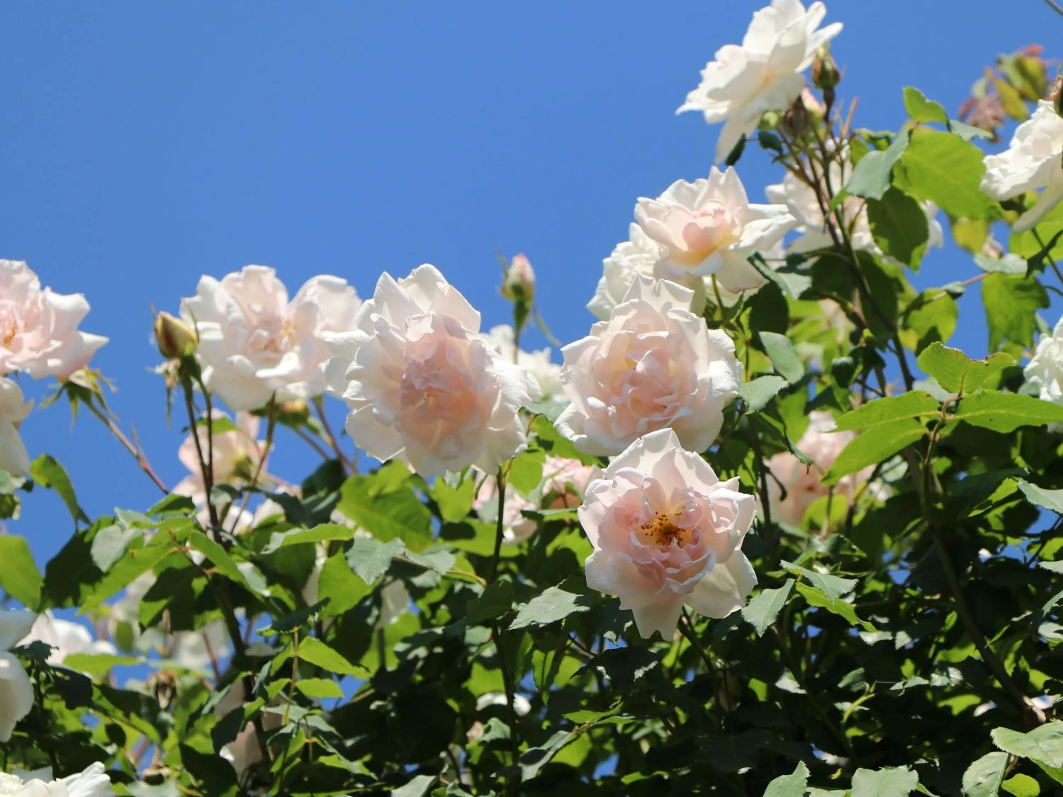 Kletterrose 'New Dawn' 3 Kletterrose 'New Dawn' – Bild 2