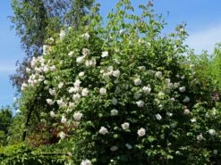 Kletterrose 'New Dawn' 35 Kletterrose 'New Dawn' -Günstiges Garten Zart Geschäft kletterrose new dawn m002664 w 10