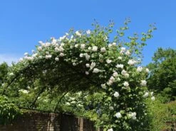 Kletterrose 'New Dawn' 24 Kletterrose 'New Dawn' -Günstiges Garten Zart Geschäft kletterrose new dawn m002664 w 11