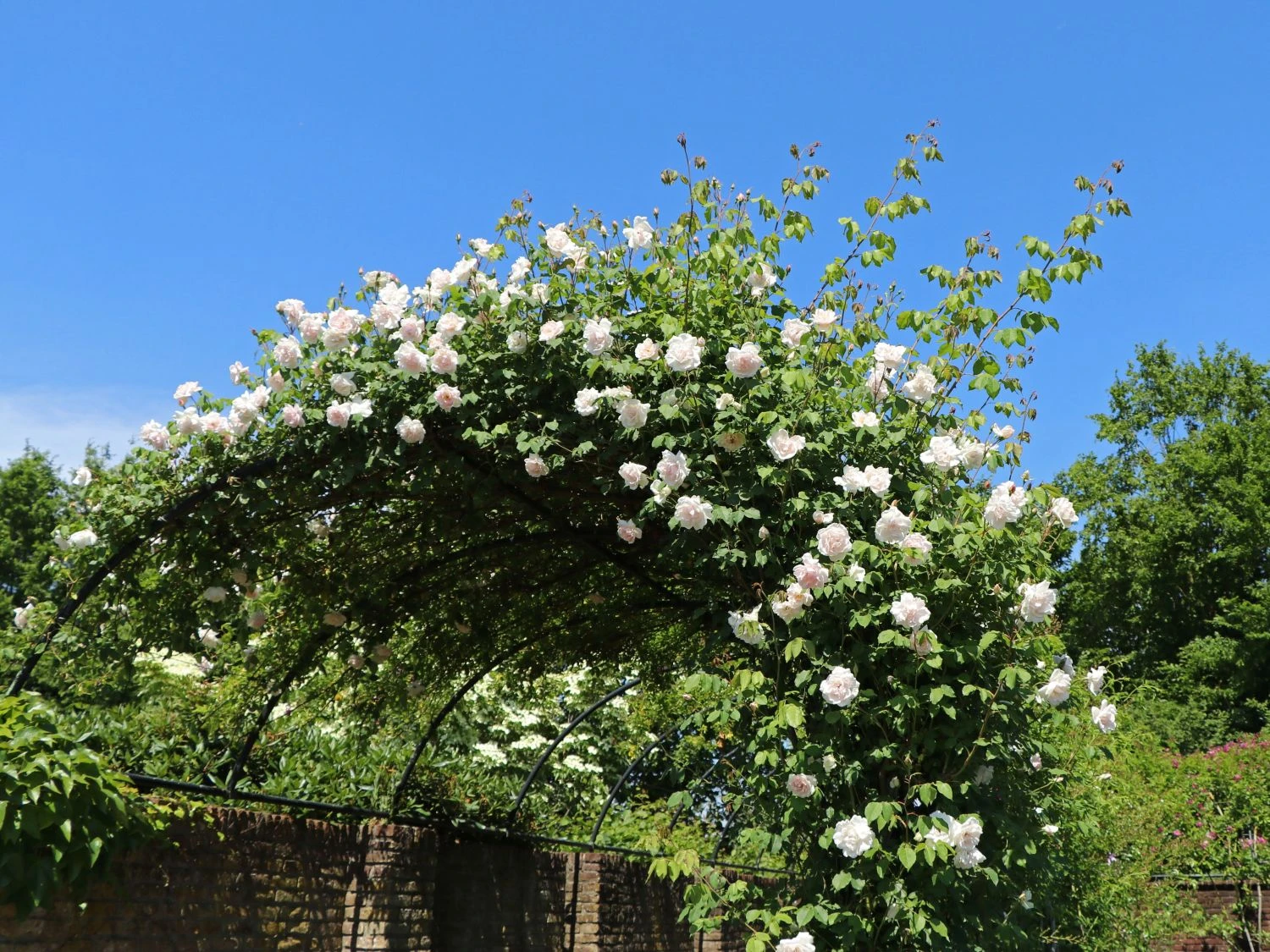 Kletterrose 'New Dawn' 5 Kletterrose 'New Dawn' – Bild 4