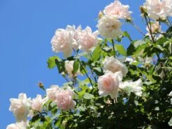 Kletterrose 'New Dawn' 34 Kletterrose 'New Dawn' -Günstiges Garten Zart Geschäft kletterrose new dawn m002664 w 12