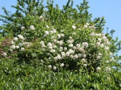 Kletterrose 'New Dawn' 27 Kletterrose 'New Dawn' -Günstiges Garten Zart Geschäft kletterrose new dawn m002664 w 13