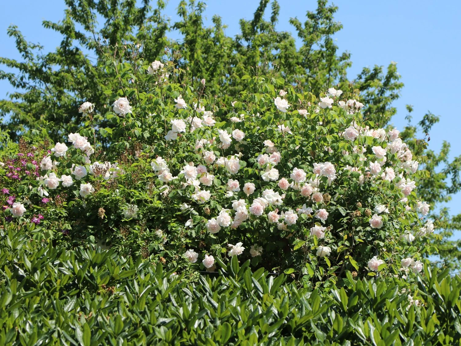 Kletterrose 'New Dawn' 8 Kletterrose 'New Dawn' – Bild 7