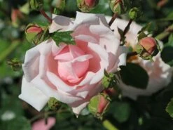 Kletterrose 'New Dawn' 28 Kletterrose 'New Dawn' -Günstiges Garten Zart Geschäft kletterrose new dawn m002664 w 2