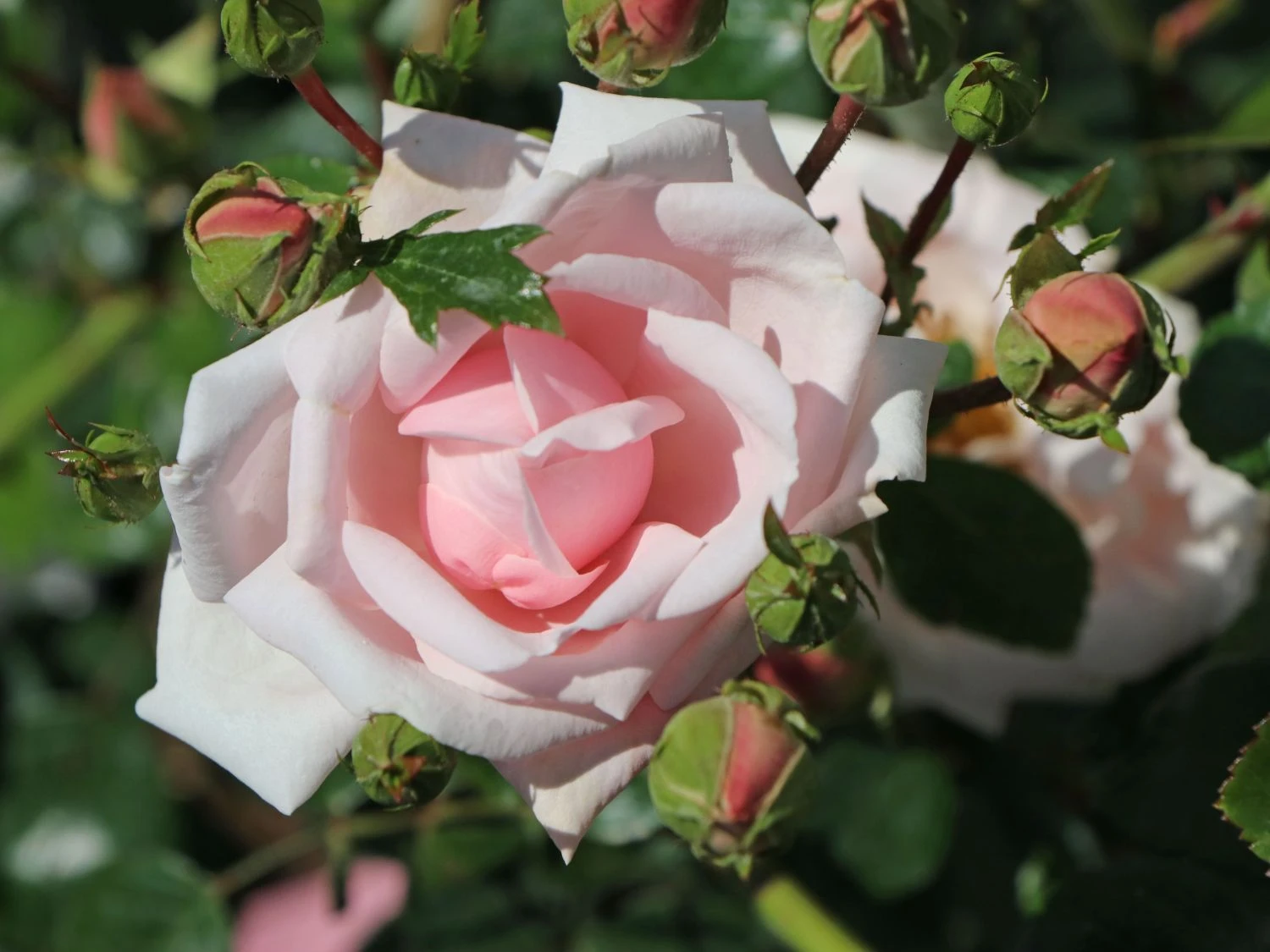 Kletterrose 'New Dawn' 9 Kletterrose 'New Dawn' – Bild 8