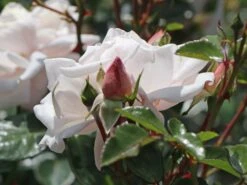 Kletterrose 'New Dawn' 31 Kletterrose 'New Dawn' -Günstiges Garten Zart Geschäft kletterrose new dawn m002664 w 3