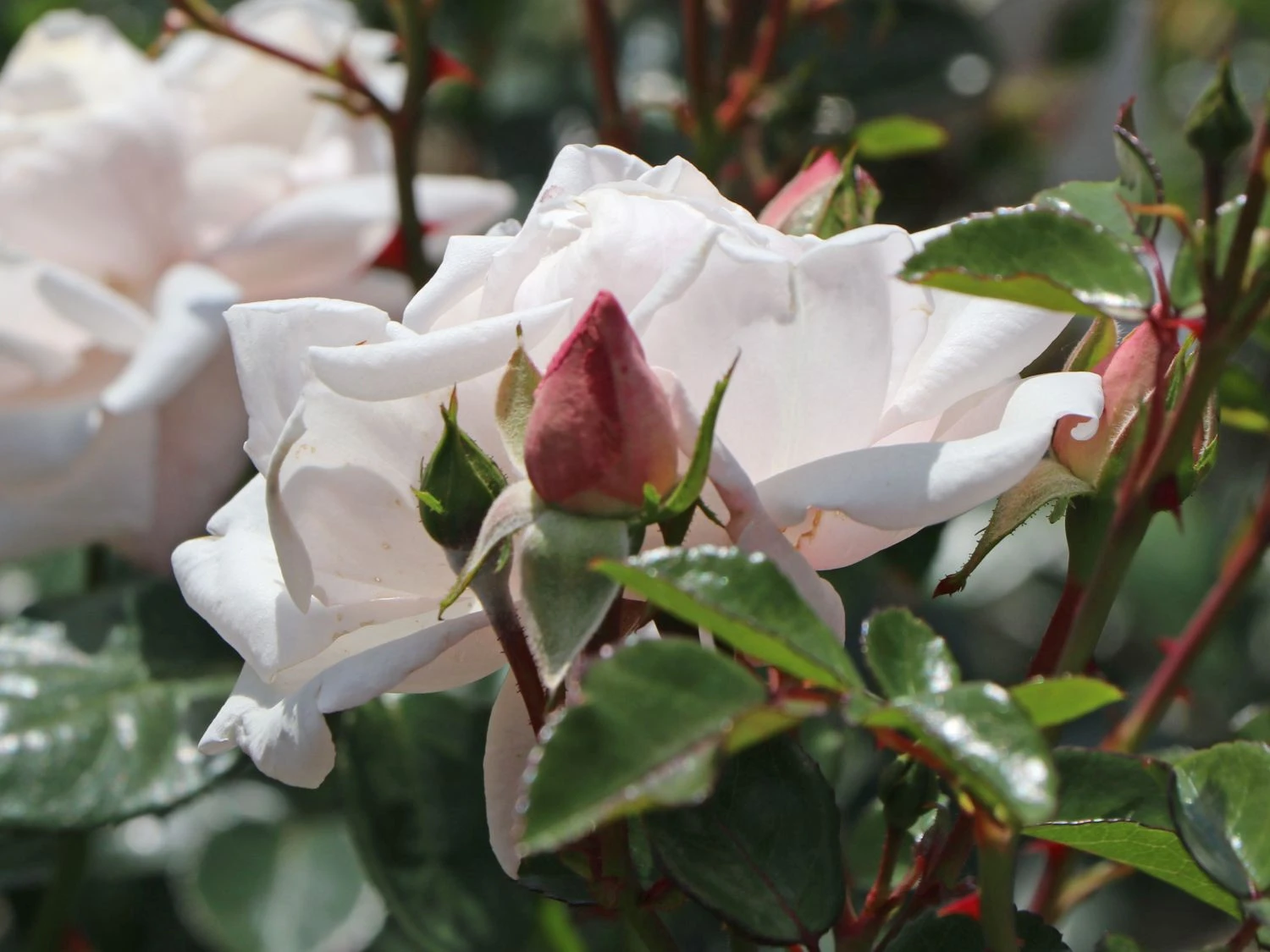 Kletterrose 'New Dawn' 12 Kletterrose 'New Dawn' – Bild 11