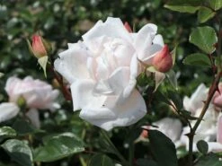 Kletterrose 'New Dawn' 30 Kletterrose 'New Dawn' -Günstiges Garten Zart Geschäft kletterrose new dawn m002664 w 4