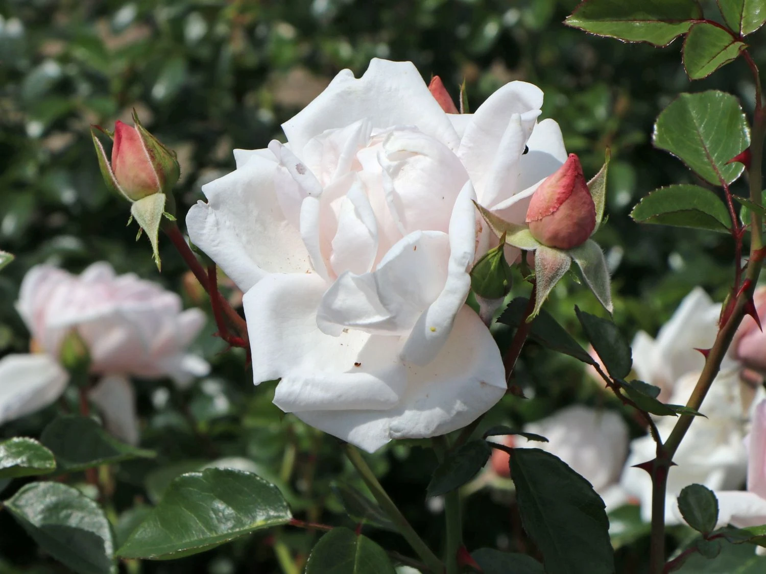 Kletterrose 'New Dawn' 11 Kletterrose 'New Dawn' – Bild 10