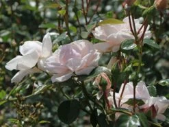 Kletterrose 'New Dawn' 32 Kletterrose 'New Dawn' -Günstiges Garten Zart Geschäft kletterrose new dawn m002664 w 6