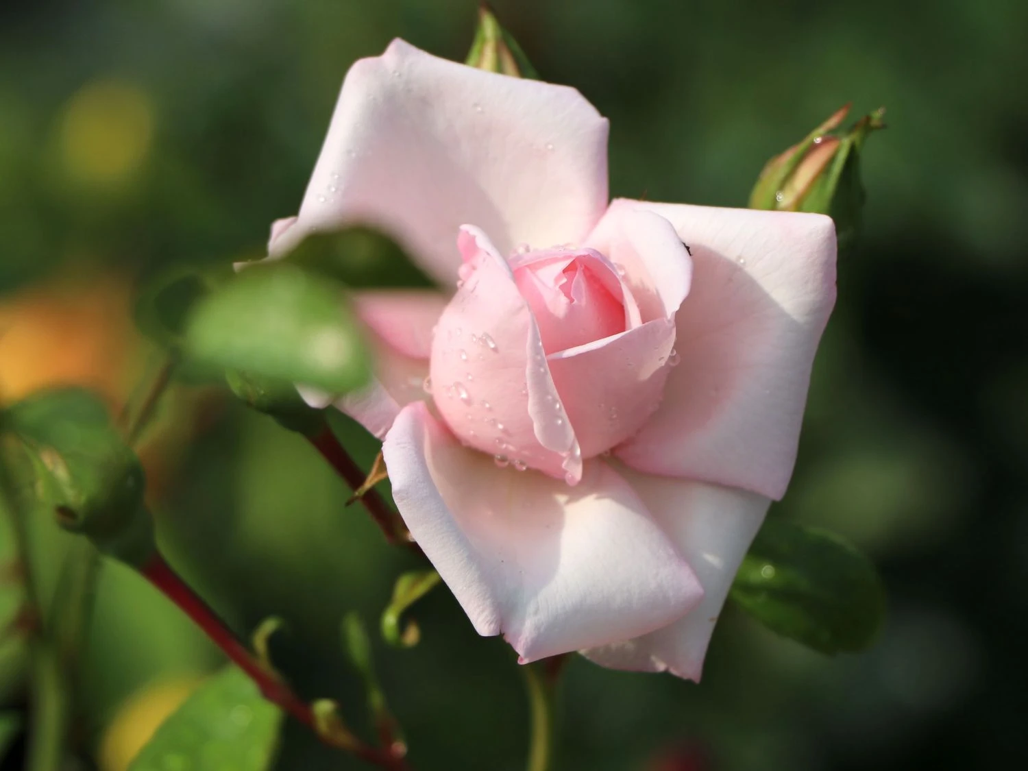 Kletterrose 'New Dawn' 6 Kletterrose 'New Dawn' – Bild 5