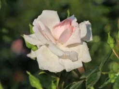 Kletterrose 'New Dawn' 23 Kletterrose 'New Dawn' -Günstiges Garten Zart Geschäft kletterrose new dawn m002664 w 9