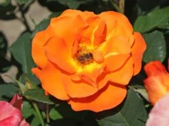 Kletterrose 'Orange Dawn'