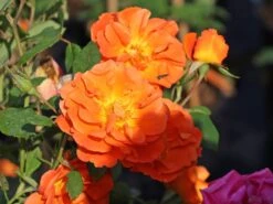 Kletterrose 'Orange Dawn' -Günstiges Garten Zart Geschäft kletterrose orange dawn m073964 w 0