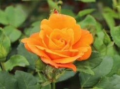 Kletterrose 'Orange Dawn' -Günstiges Garten Zart Geschäft kletterrose orange dawn m073964 w 6
