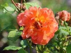 Kletterrose 'Orange Dawn' -Günstiges Garten Zart Geschäft kletterrose orange dawn m073964 w 8