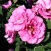 Kletterrose Orienta ® 'Aladdin' -Günstiges Garten Zart Geschäft kletterrose orienta aladdin m114463 h 0