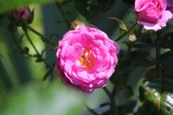 Kletterrose 'Ozeana' ® 27 Kletterrose 'Ozeana' ® -Günstiges Garten Zart Geschäft kletterrose ozeana m101954 506742 0