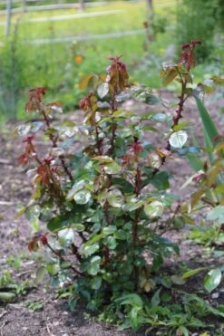 Kletterrose 'Ozeana' ® 26 Kletterrose 'Ozeana' ® -Günstiges Garten Zart Geschäft kletterrose ozeana m101954 506742 1