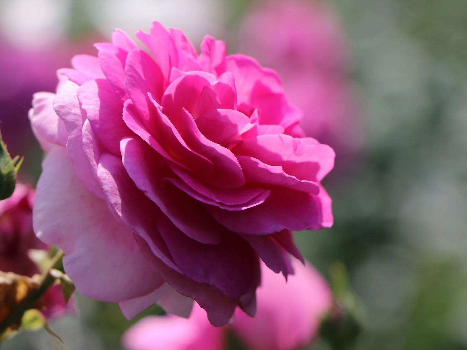 Kletterrose 'Ozeana' ® 3 Kletterrose 'Ozeana' ®