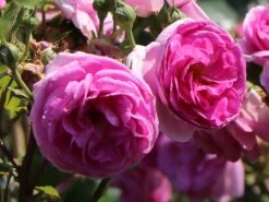 Günstiges Garten Zart Geschäft -Günstiges Garten Zart Geschäft kletterrose ozeana m101954 w 0