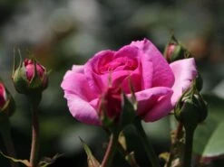 Kletterrose 'Ozeana' ® 23 Kletterrose 'Ozeana' ® -Günstiges Garten Zart Geschäft kletterrose ozeana m101954 w 1