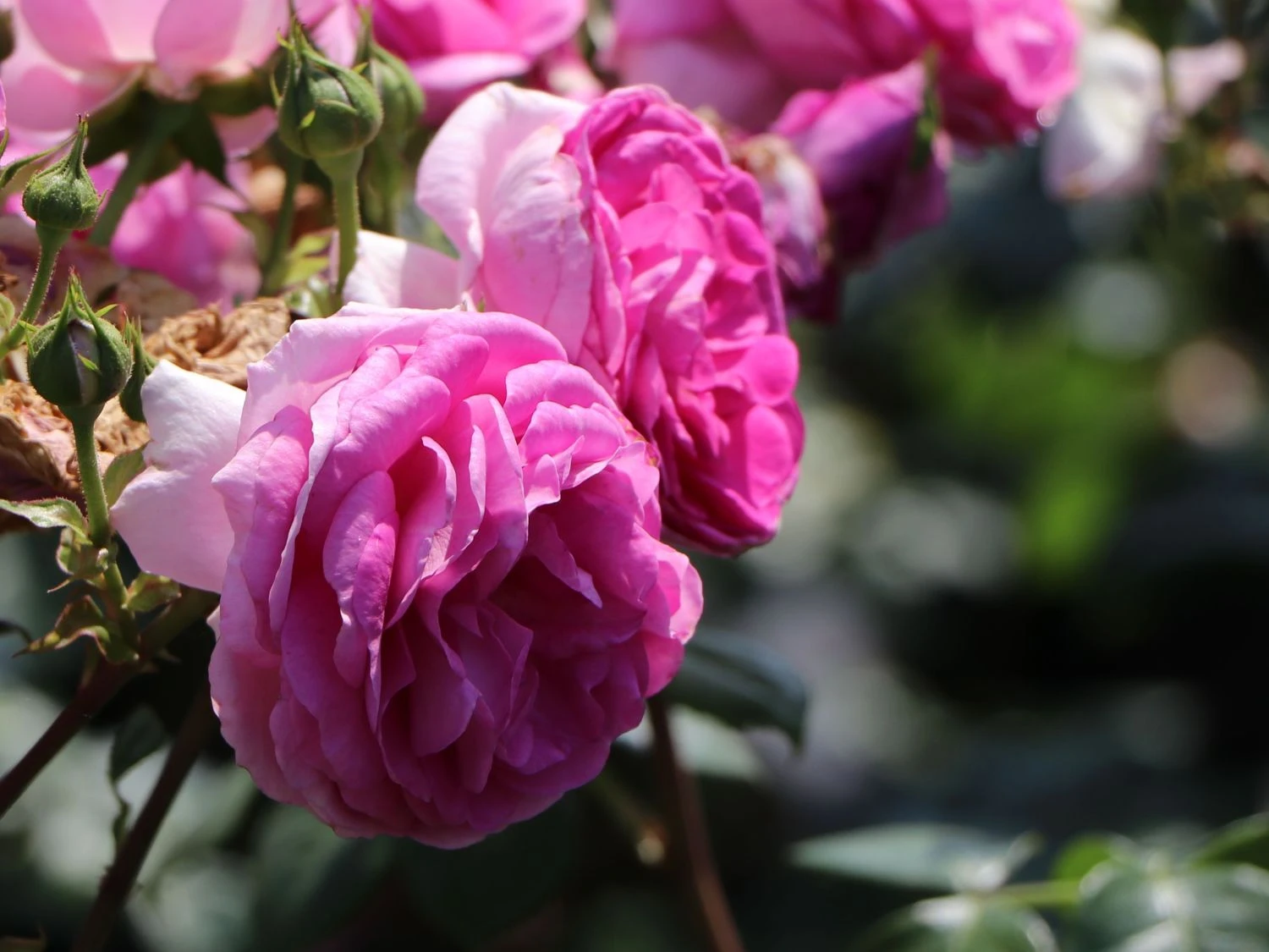 Kletterrose 'Ozeana' ® 12 Kletterrose 'Ozeana' ® – Bild 10