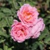 Kletterrose 'Papi Delbard' ® -Günstiges Garten Zart Geschäft kletterrose papi delbard m088668 h 0