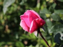 Kletterrose Parfuma ® 'Kiss Me Kate' ® -Günstiges Garten Zart Geschäft kletterrose parfuma kiss me kate m099254 w 0